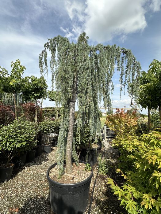 Plante ornamentale pentru spati verzi terase alei gazon piatra natural