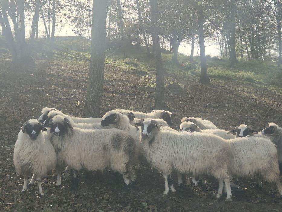 Vand 14 oi și un berbec  , doar una este la a 4 fatare .