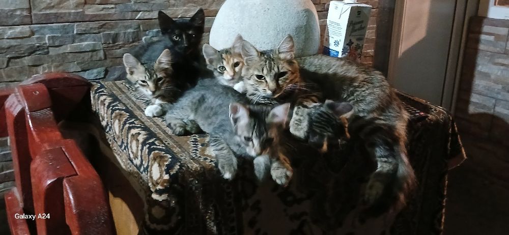 DONEZ Pui de pisică