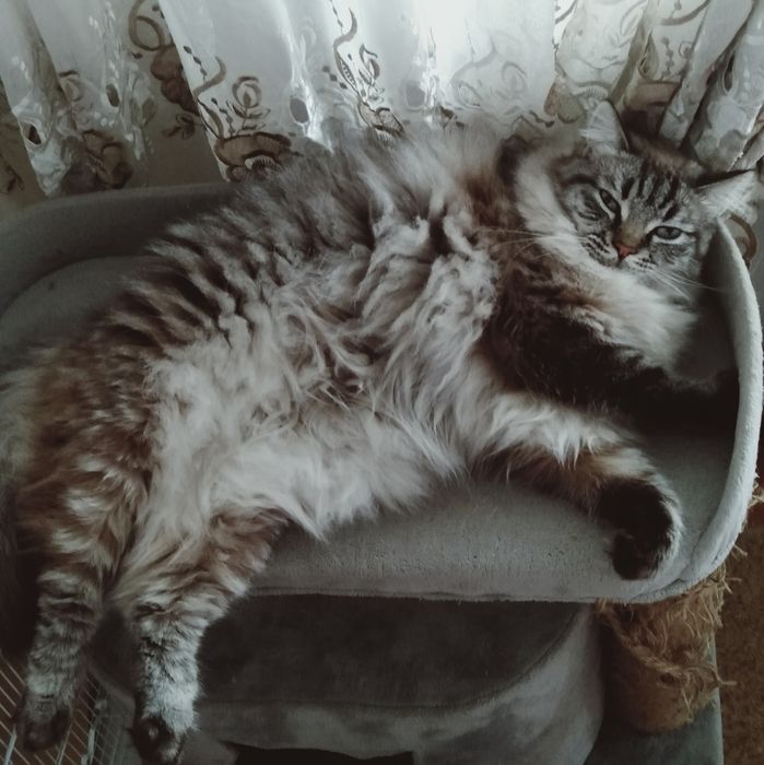 Кот Мусик ищет семью