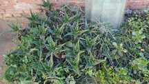 Алое Вера /Aloe Vera/ и Дърво на живота /Красула/ - растения в саксии
