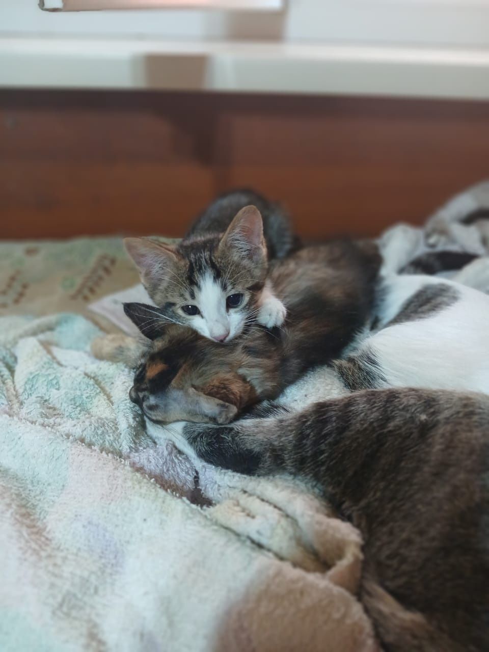 Котята бесплатно