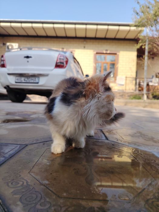 Уй Мушук сотилади