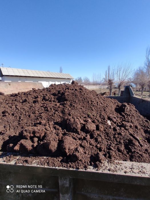 Гунг навоз чиринди