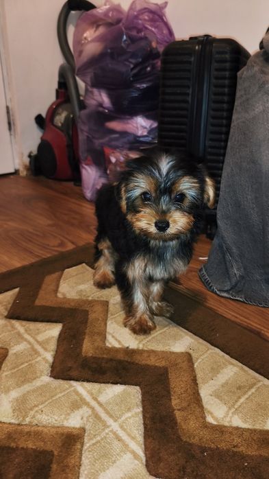 Yorkshire terrier