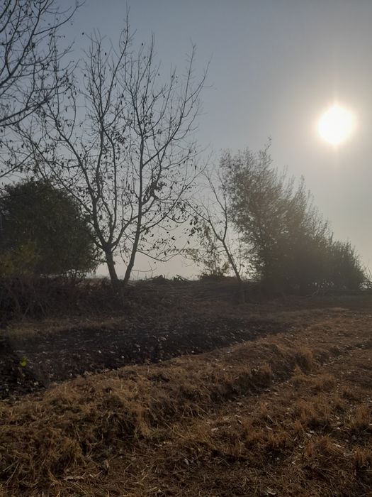 Енгок дарахти сотилади