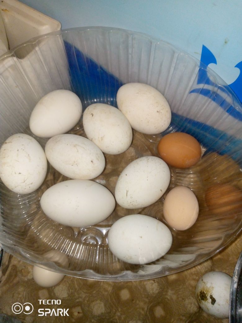 Продам яйца гусинные