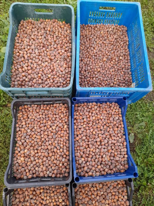 Alune de cultură-Bio