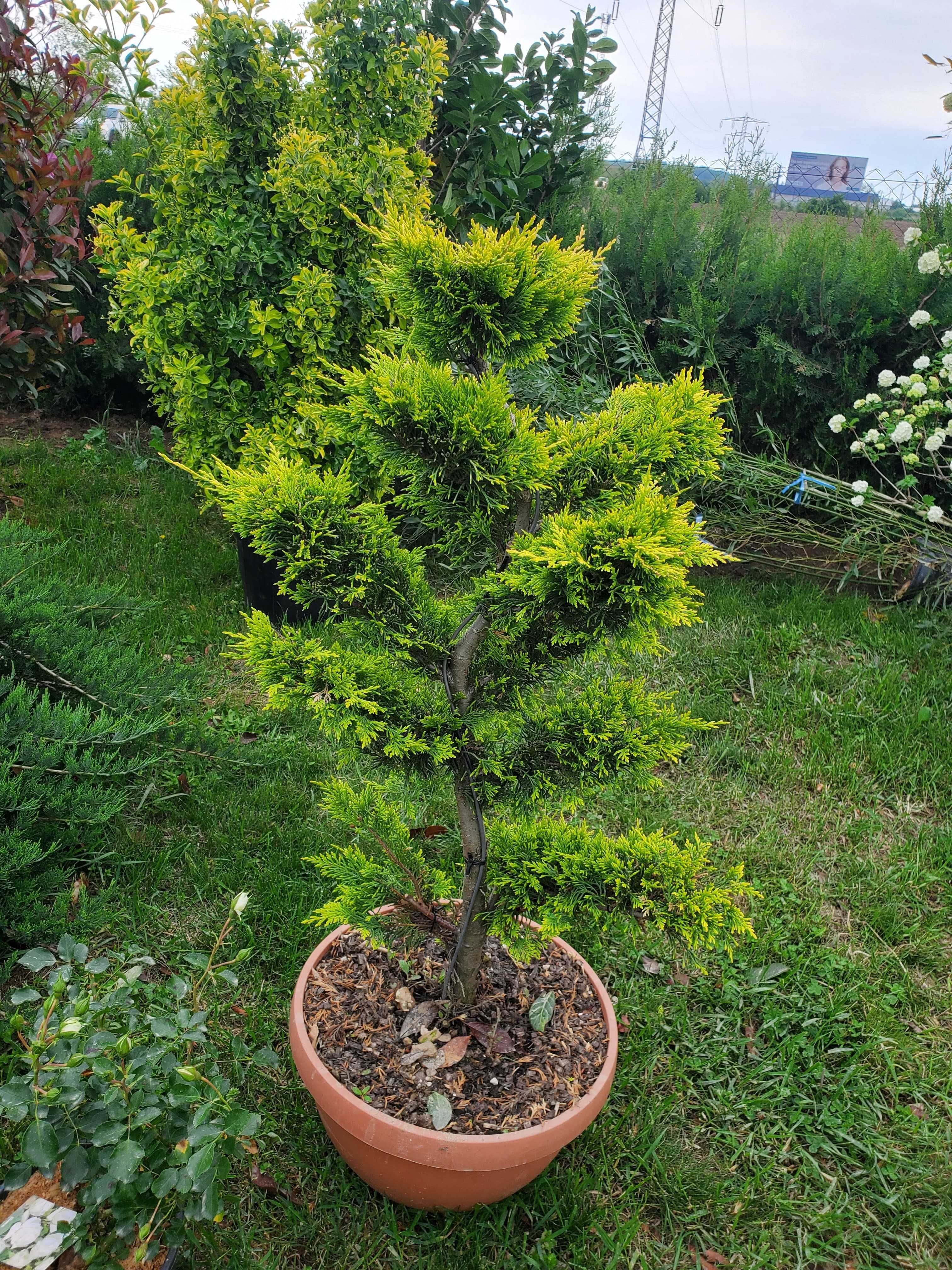 Plante de gradina de vanzare