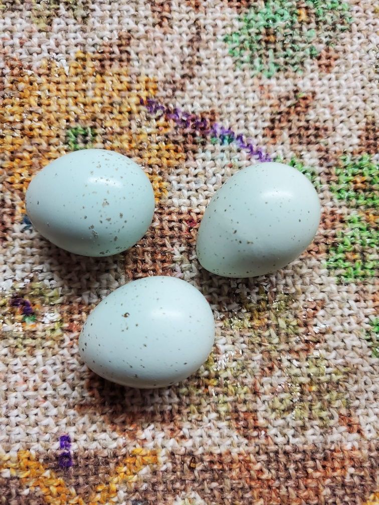 Prepelite Celadon fac oua albastre (au 2 luni)