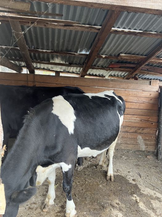 Vand vaca buna de tinut gestanta in 8 luni