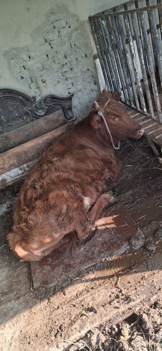 Гуножин соглом сотилади