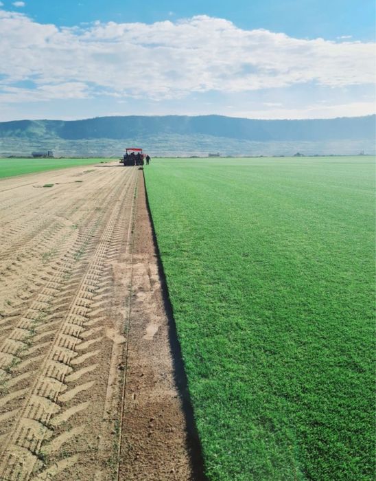 Gazon rulou premium oriunde in tara