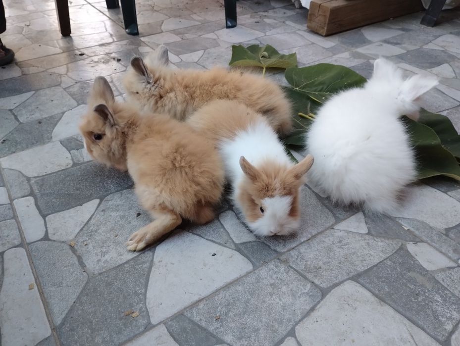 Чифтове Кемани,Серами, Копринки.Яйца за люпене.Зайчета и морски свинче