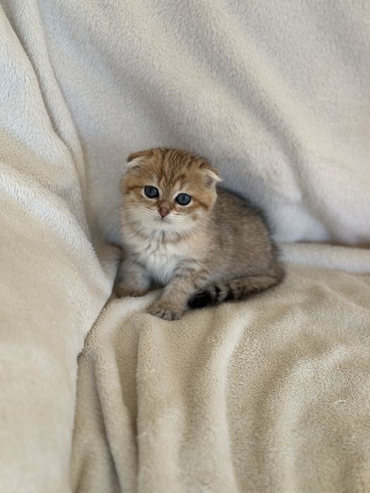 Коте Шотландска Женска Чинчила