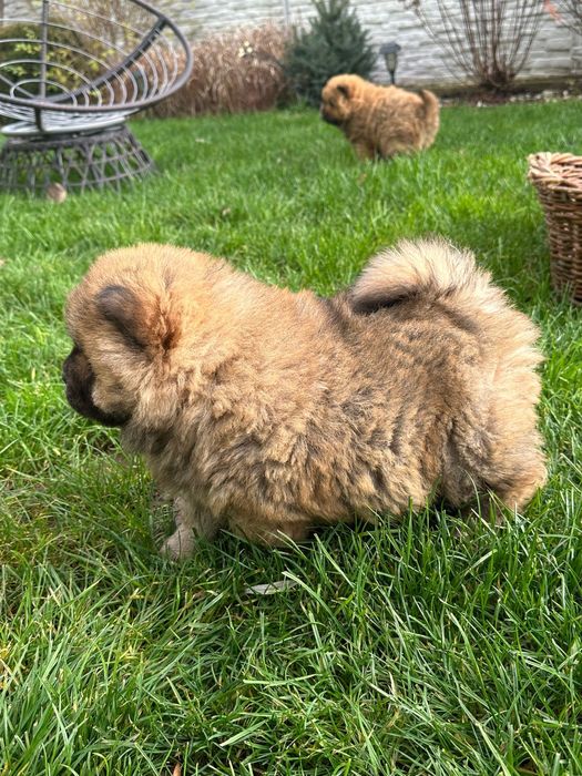 Căteluș rasa Chow Chow- 8 săptămâni- deparazitat și vaccinat