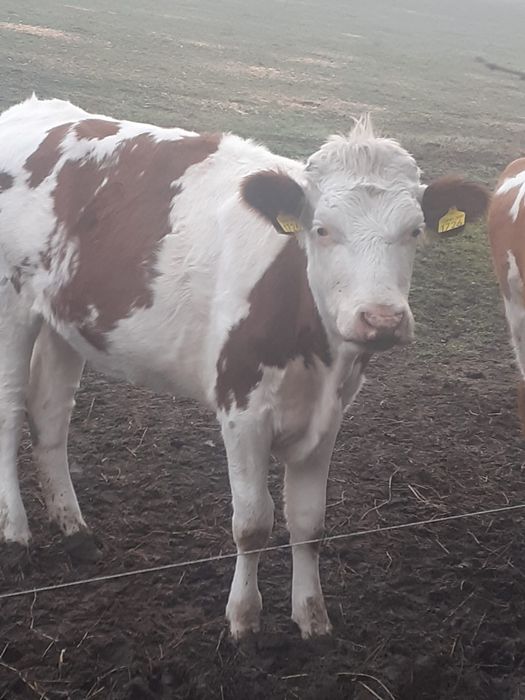 vând vițea de un an și opt luni