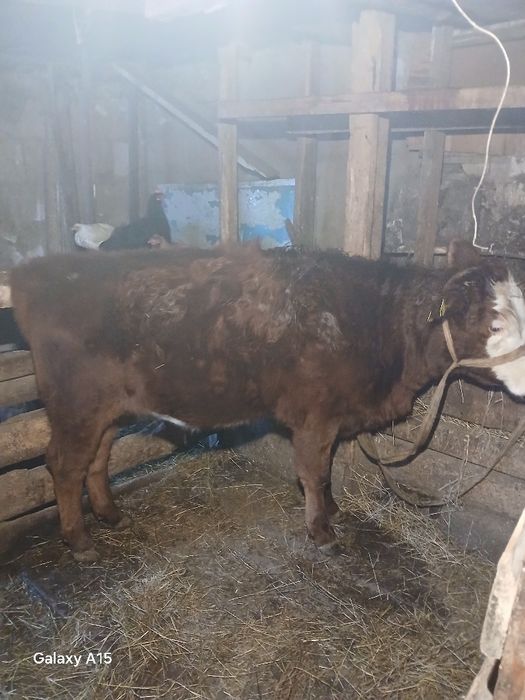 Продам телку гадовалоя