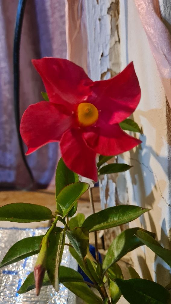 Дипладения- Мандевилла домашнее растение, комнатные цветы