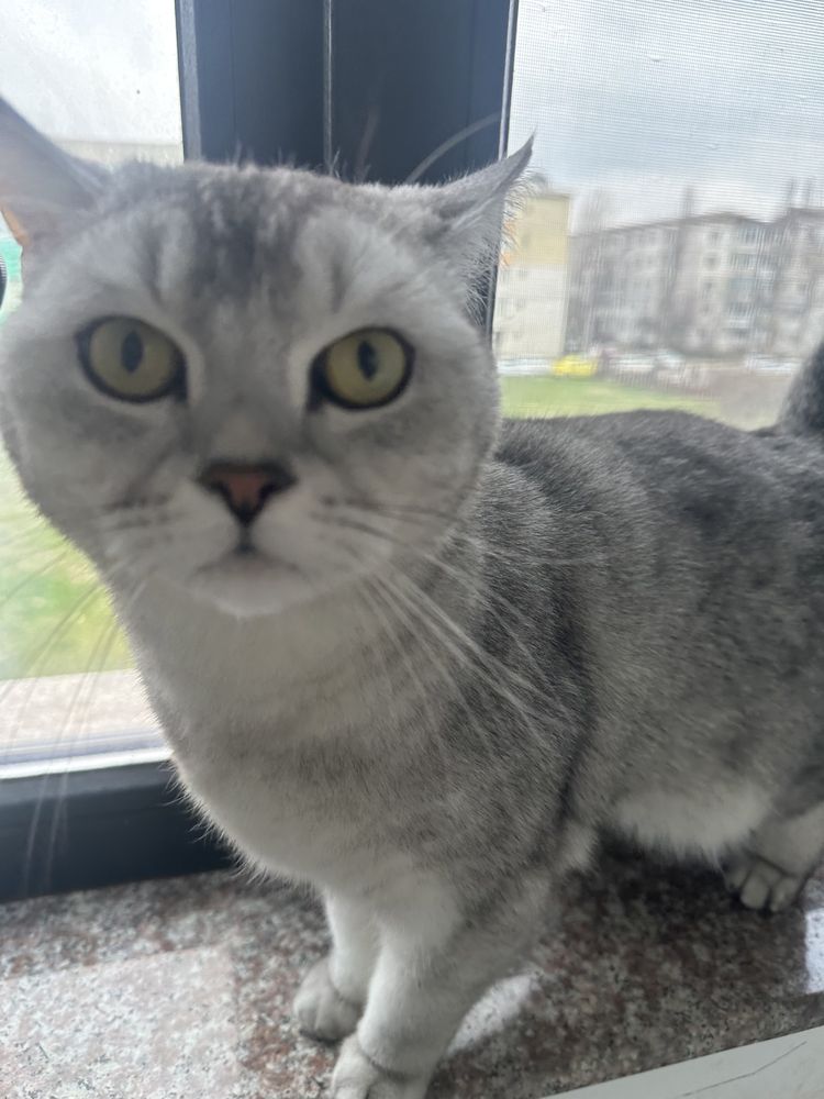 Motanel British shorthair chinchilla