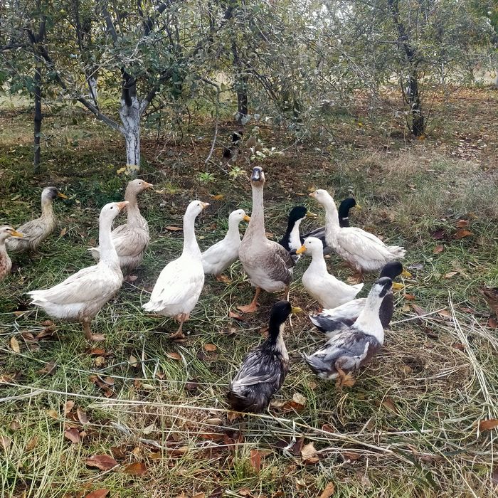 Гоз урдаклар сотилади