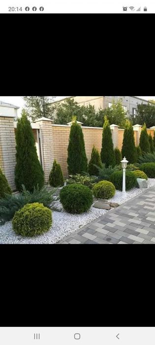Tuia smarald diferite dimensiuni gazon rulou plantele diverse