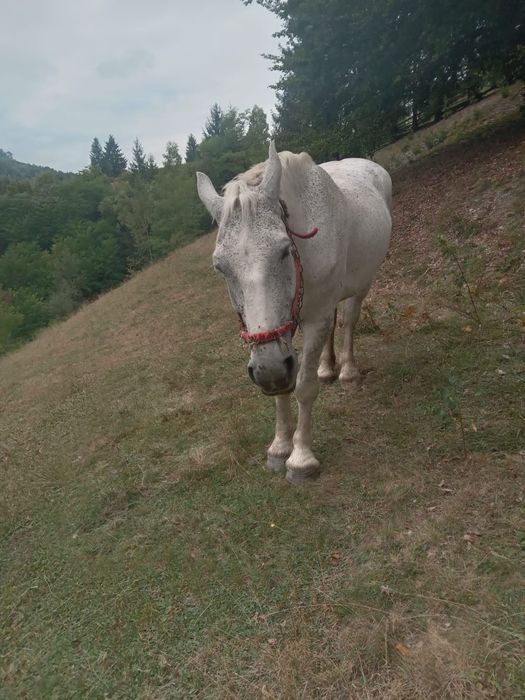Cal de vânzare ..