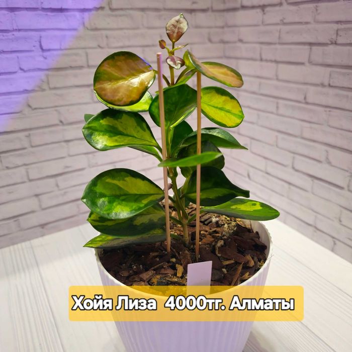 Продаются хойя Лиза, кримсон квин, эллиптика, компакта.