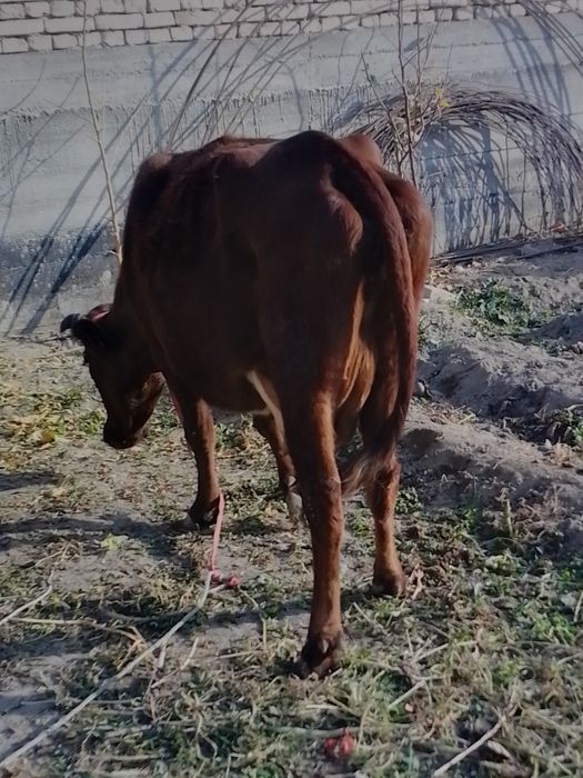 Ona bola sigir sotiladi bolasi urxochi 25 mln kami bor