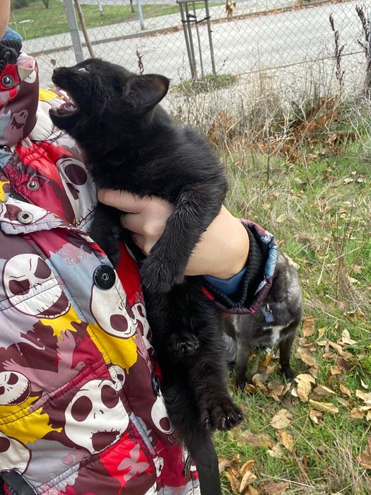 Черно женско коте търси дом, София