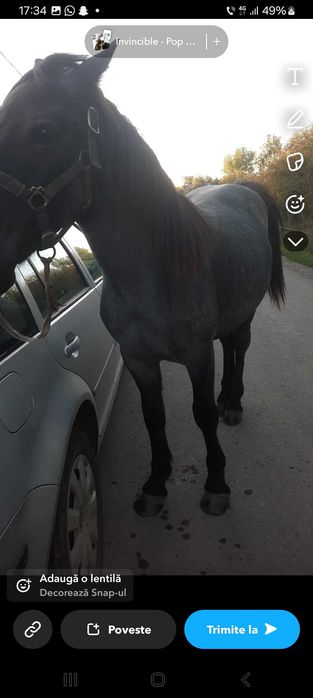 Vand sau schimb manz de un an și 4 luni