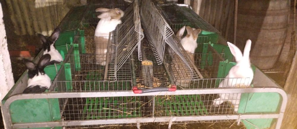 Vând iepuri hycole francez femele gestante