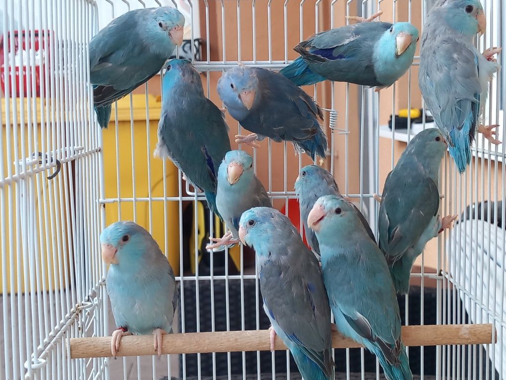 Papagali Forpus Coelestis