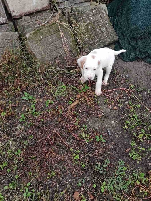 Английски сетери родени на 01/10/2025