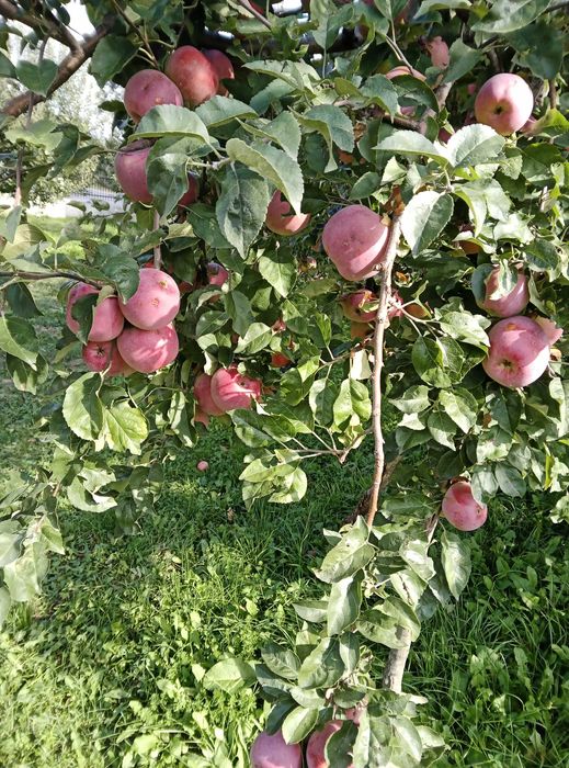 Vând mere angro din plantație proprie