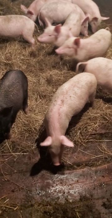 Продам свиней и поросят