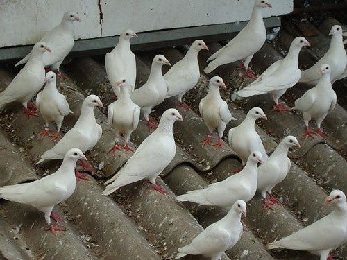 Vând porumbei voiajori albi