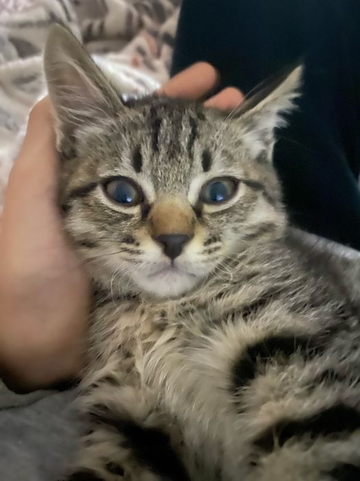 Котенок, мальчик