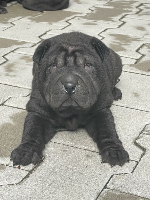 Femela din rasa sharpei