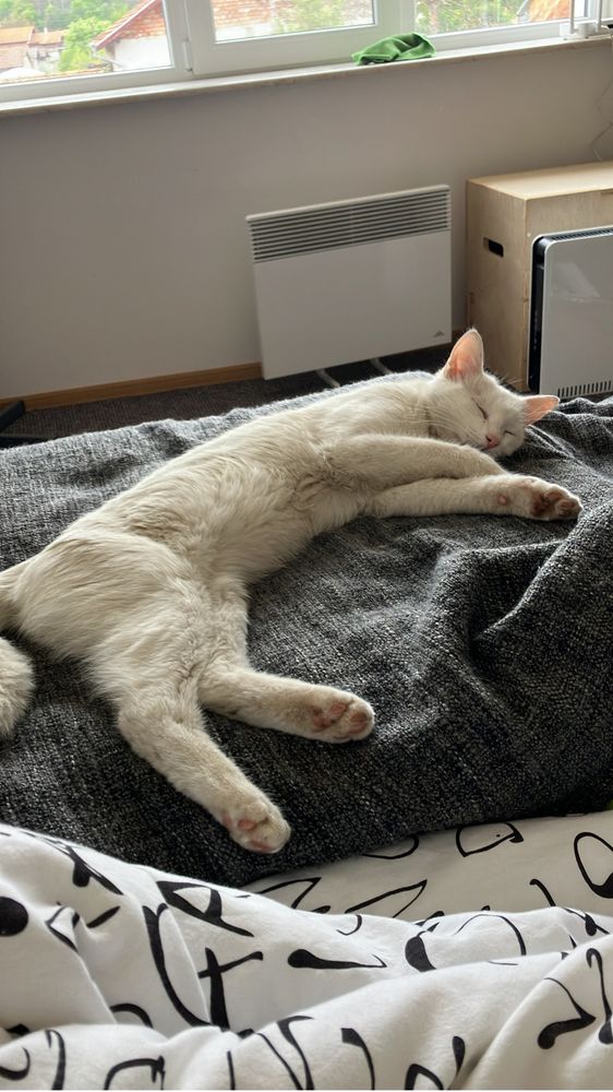 Коте на една година