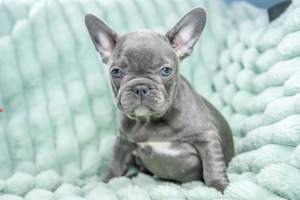 bulldog francez blue