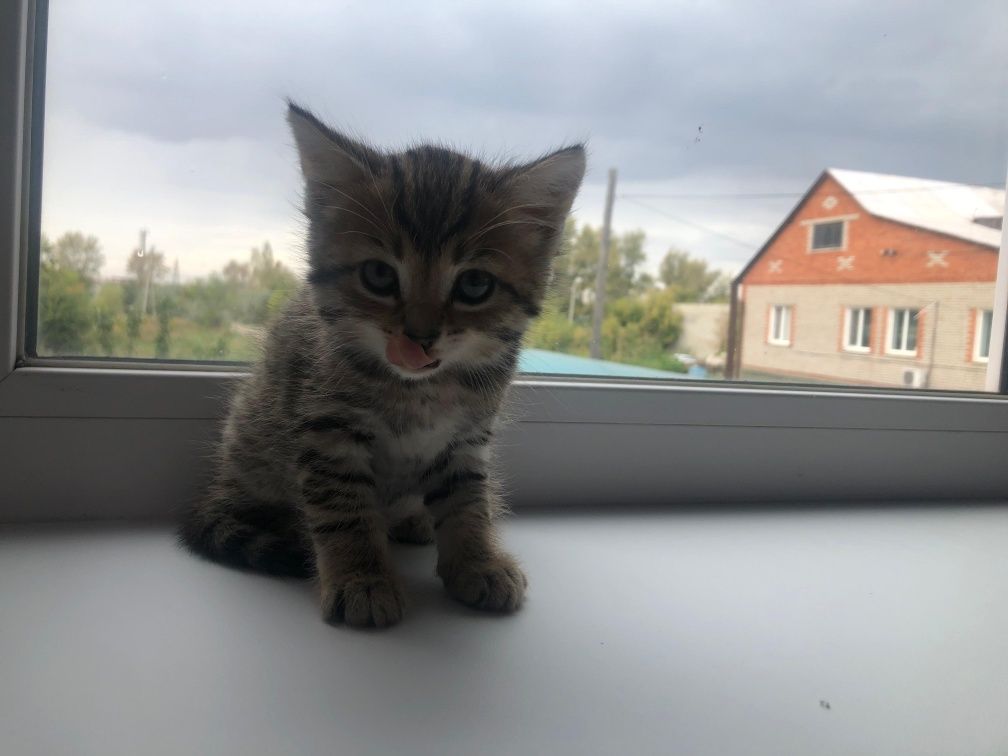 Красивые котята 1,5мес