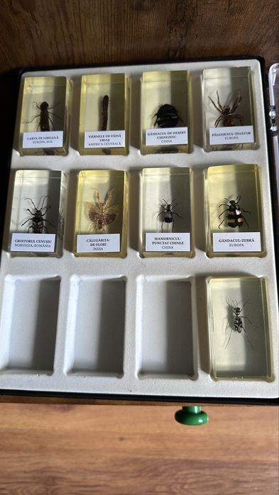 Colectie insecte DeAgostini