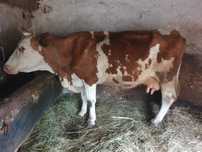 Vaca de vânzare.