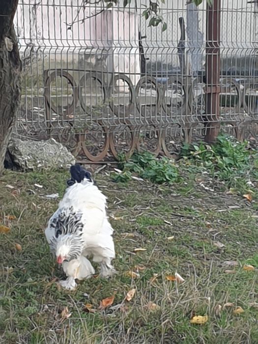 Vand păsări la plăcerea clientului