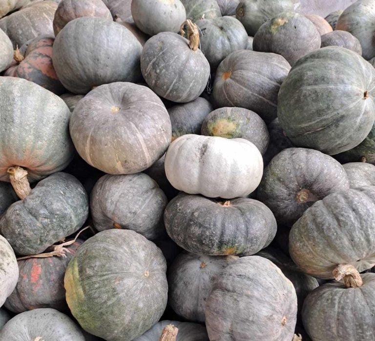 Продаю местную тыкву сорта "Турпан"