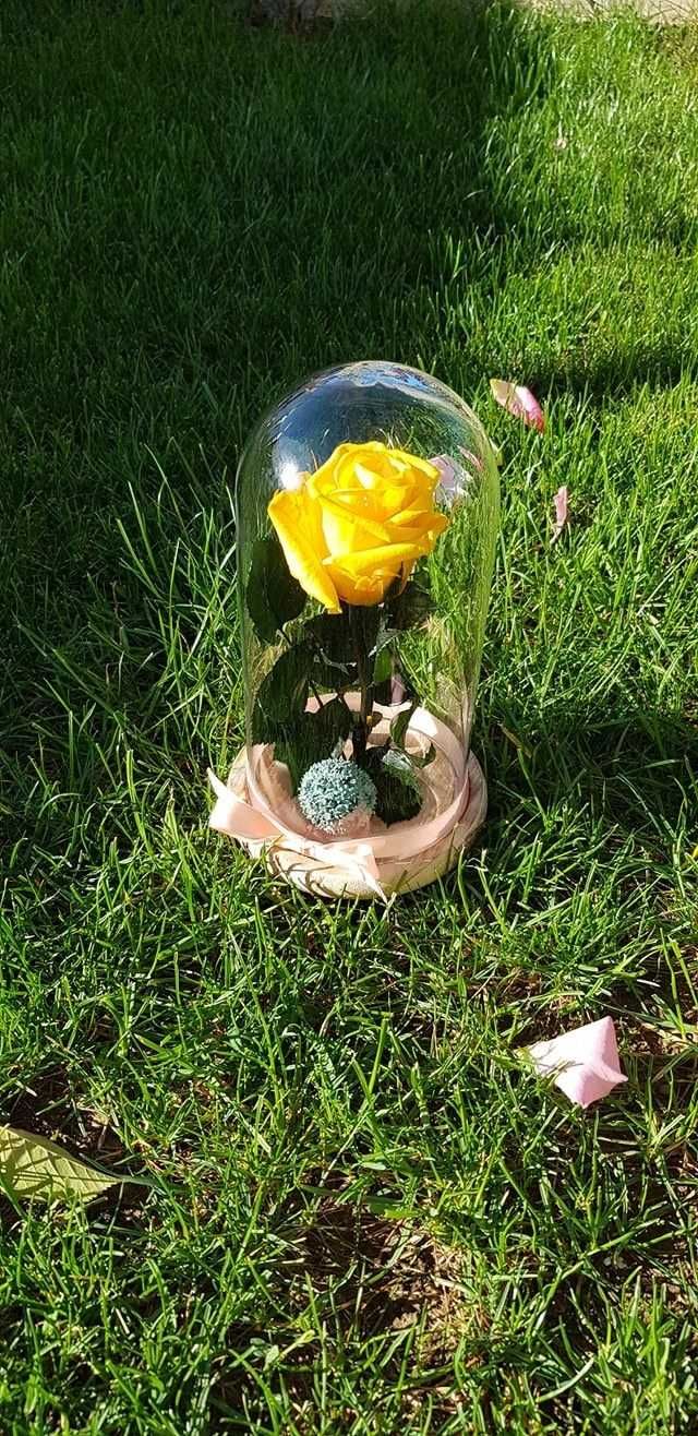 Cupola cu trandafir criogenat trandafiri criogenati