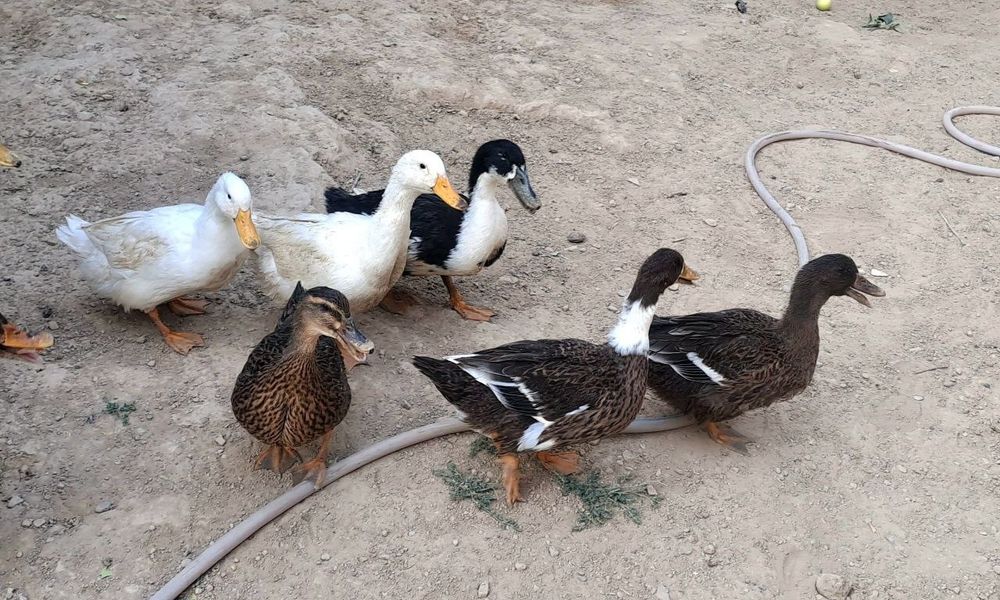 Uyda boqilgan ordaklar