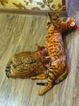Срочно Котята чисто кровные бенгальские