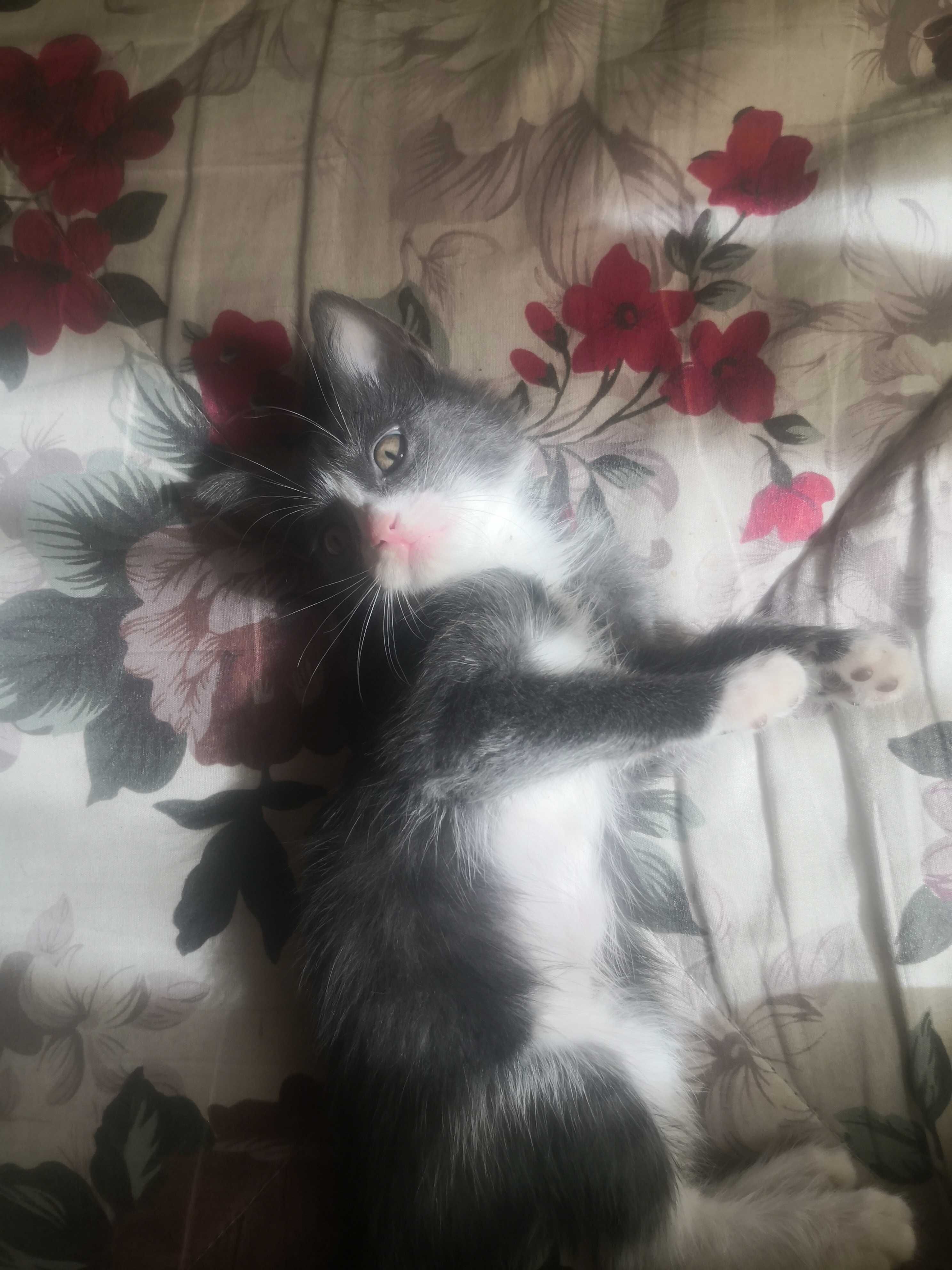 Отдам котят 2 месяца в хорошие руки.